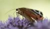 Euplagia quadripunctaria